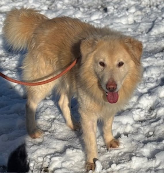 Retrievermischling Koko sucht Familie