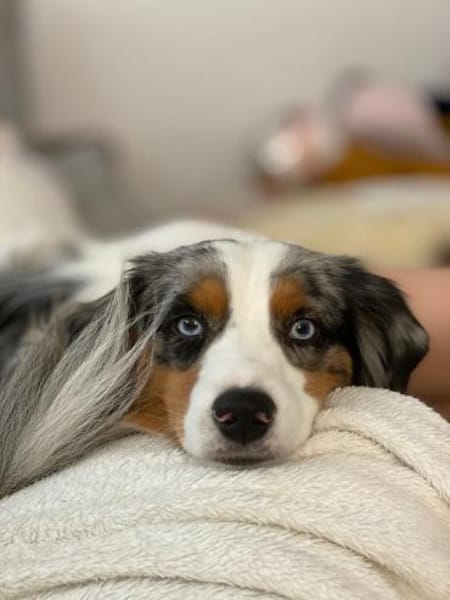 Blue, sucht hundeerfahrenes Zuhause