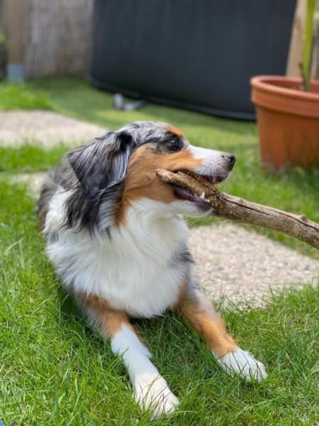 Blue, sucht hundeerfahrenes Zuhause