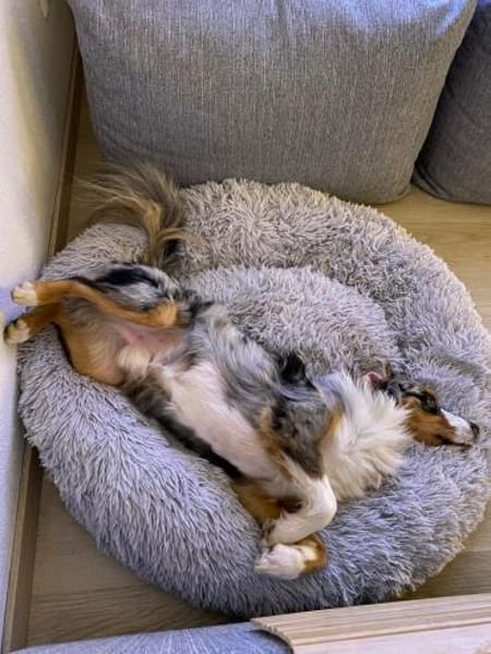 Blue, sucht hundeerfahrenes Zuhause