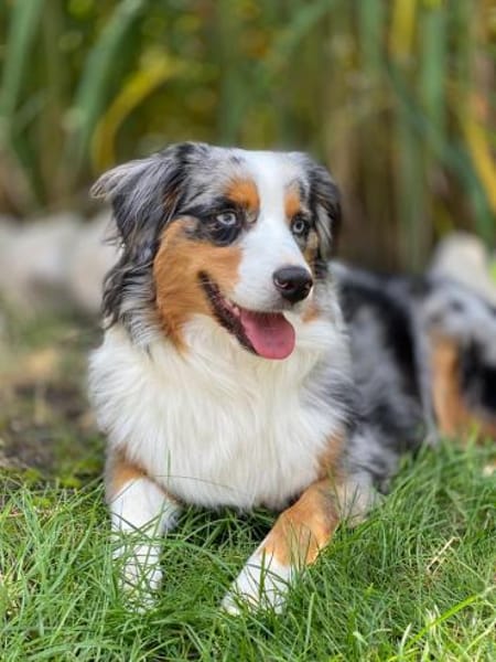 Blue, sucht hundeerfahrenes Zuhause