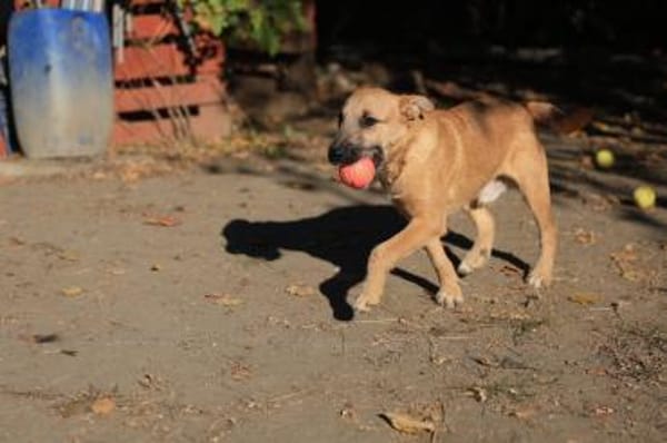 Der lebensfrohe Calimero sucht Dich :)