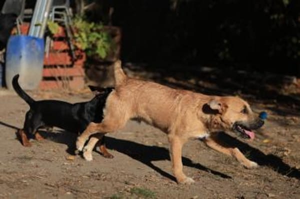 Der lebensfrohe Calimero sucht Dich :)