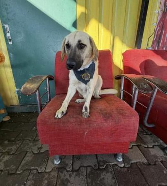 Smartie sucht Pflegestelle / Zuhause