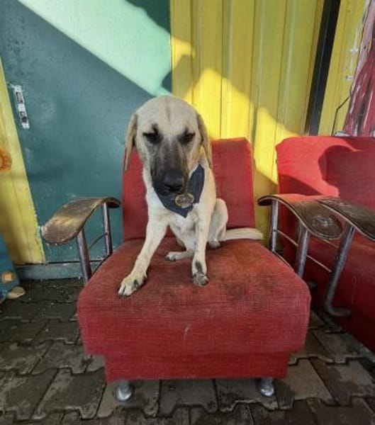 Smartie sucht Pflegestelle / Zuhause