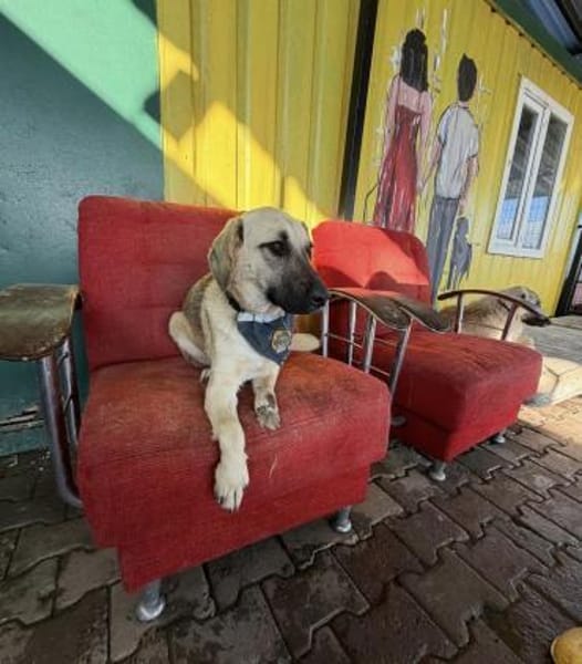 Smartie sucht Pflegestelle / Zuhause