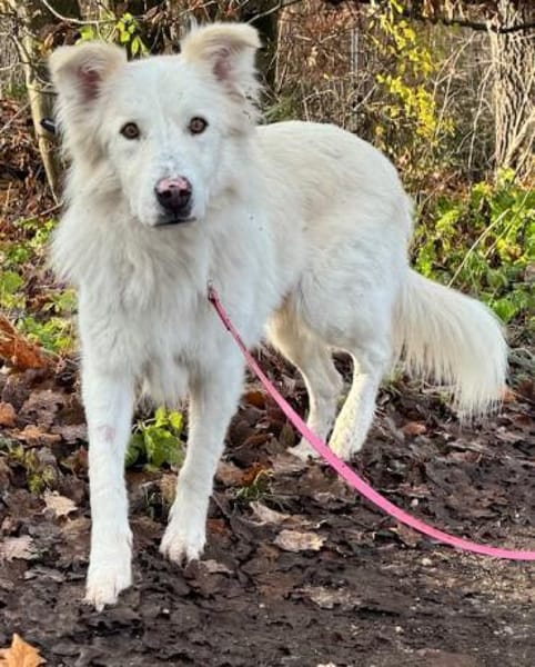 Knut sucht seinen Deckel/ in 82284