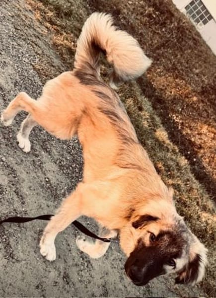 Pepe der liebe Welpe in München