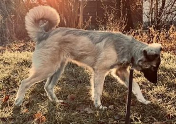 Pepe der liebe Welpe in München