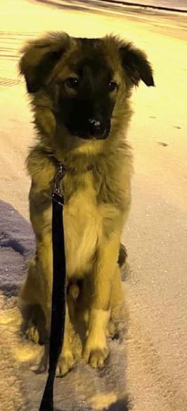 Pepe der liebe Welpe in München