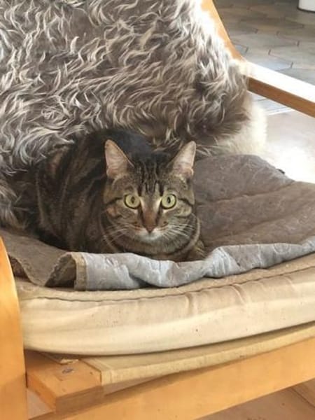 Mofli-Mäderl❤ sucht ihre Familie