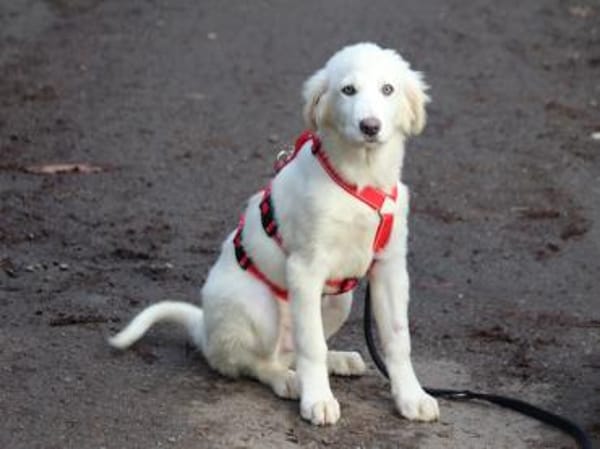 Möchten Sie Tanit bei sich aufnehmen?