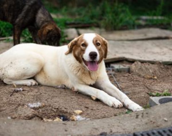 Die schlaue Lissy sucht ihr Zuhause
