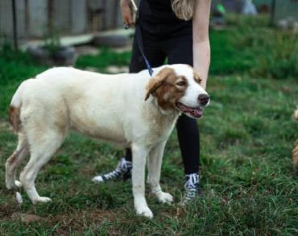 Die schlaue Lissy sucht ihr Zuhause