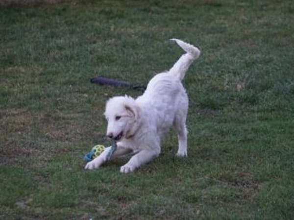 Möchten Sie Smalla ein Zuhause geben?