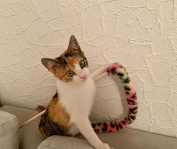 Unsere Herzensbrecher Anniki und Auri