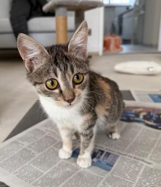 Unsere Herzensbrecher Anniki und Auri