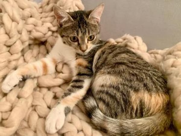 Unsere Herzensbrecher Anniki und Auri