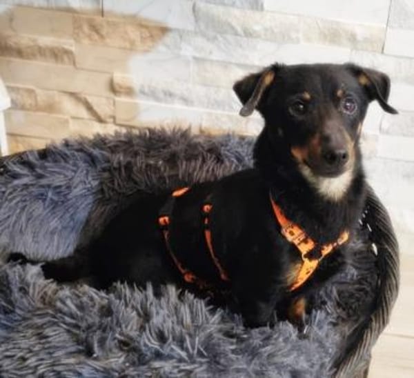 Pimpf ist lebenslustig und neugierig