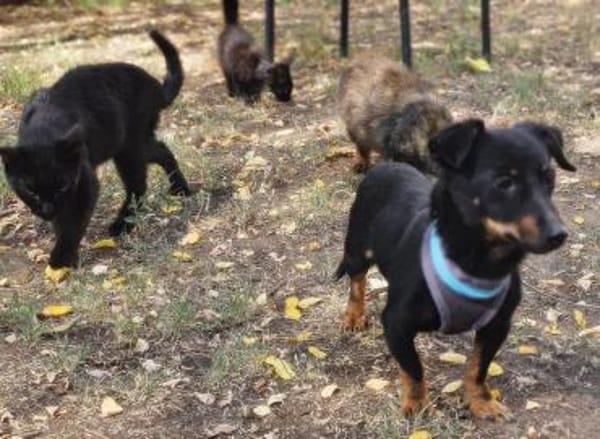 Pimpf ist lebenslustig und neugierig