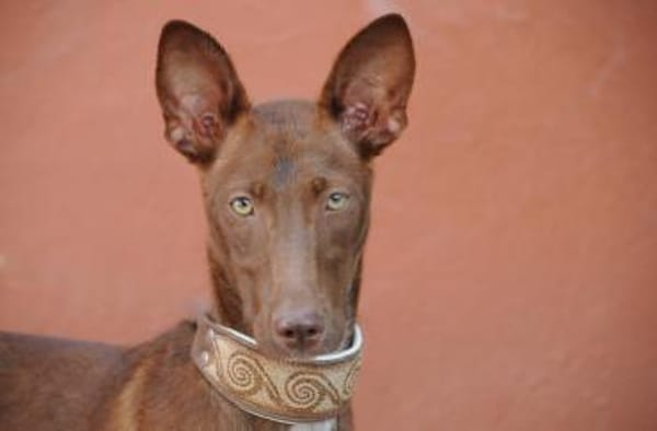 Pocahontas stellt sich vor 💖