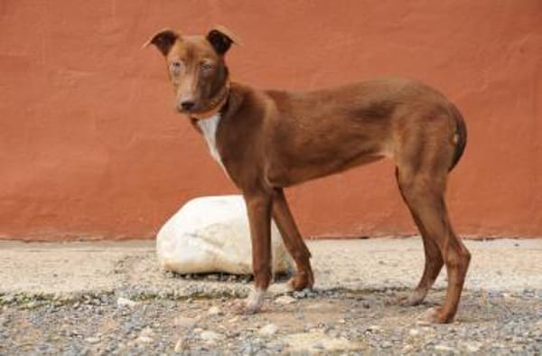 Pocahontas stellt sich vor 💖