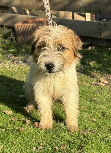 RauhhaarJackRussell AXEL😍 in Zschepplin