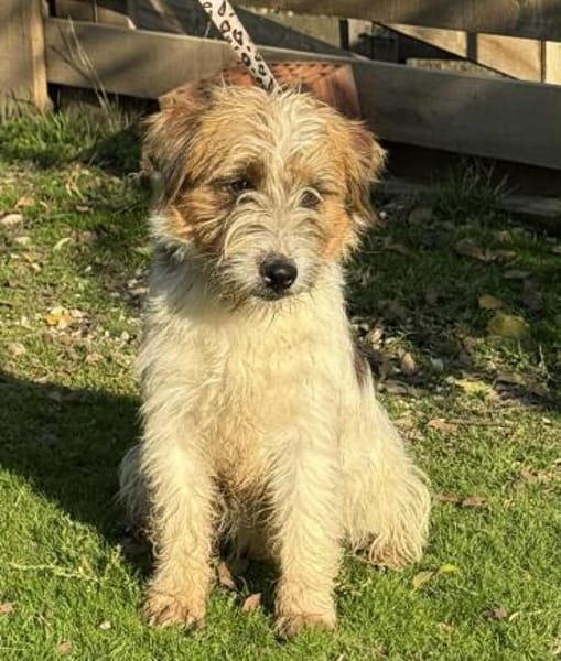 RauhhaarJackRussell AXEL😍 in Zschepplin