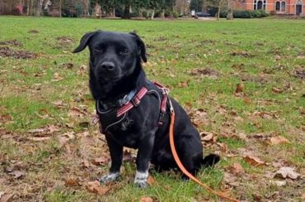 Balu - wartet in 27298 Langwedel