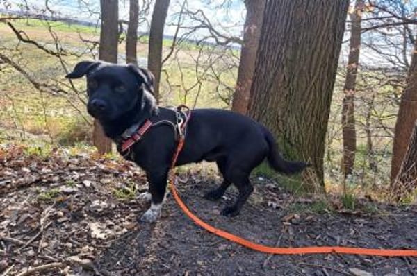 Balu - wartet in 27298 Langwedel