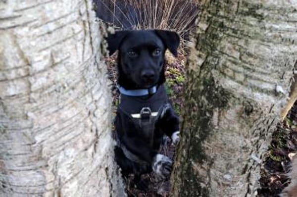 Balu - wartet in 27298 Langwedel