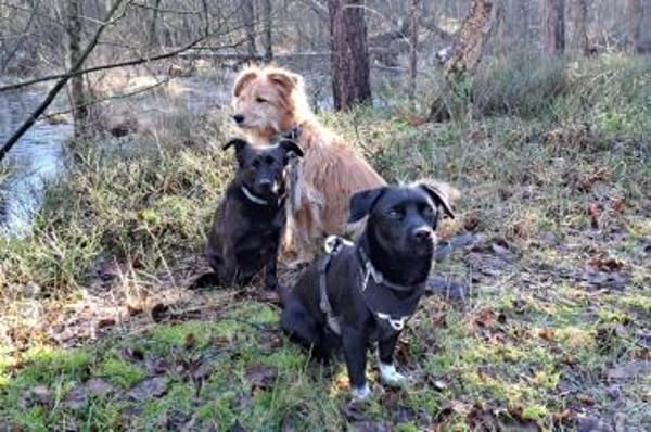 Balu - wartet in 27298 Langwedel