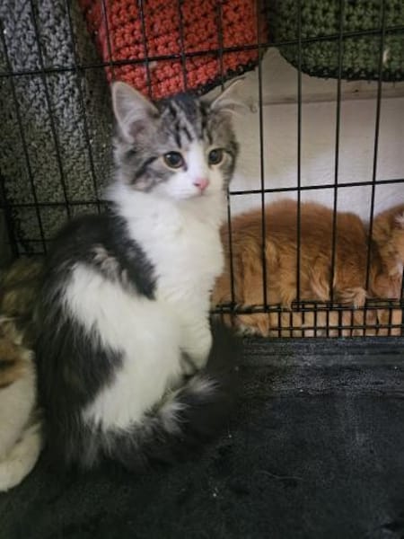 LILLY&WILLOW-kinderlieb u. unkompliziert