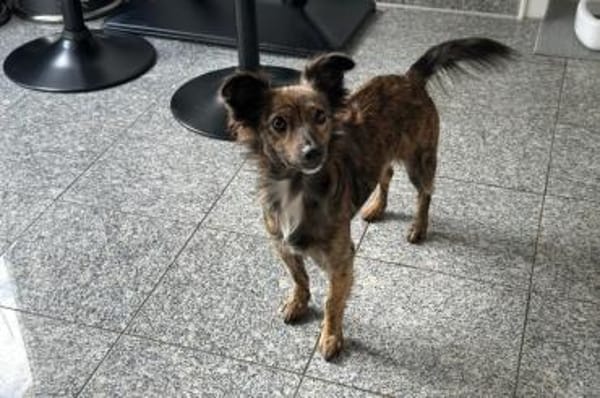 Sabina - wartet in 44799 Bochum