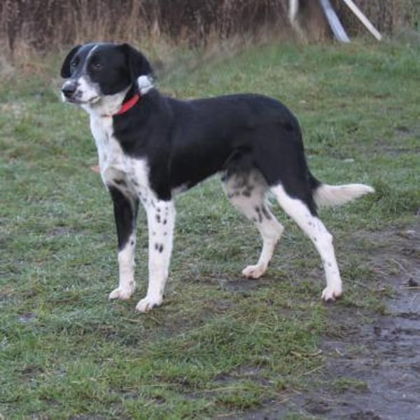 Bonnie - Traum vom eigenen Zuhause