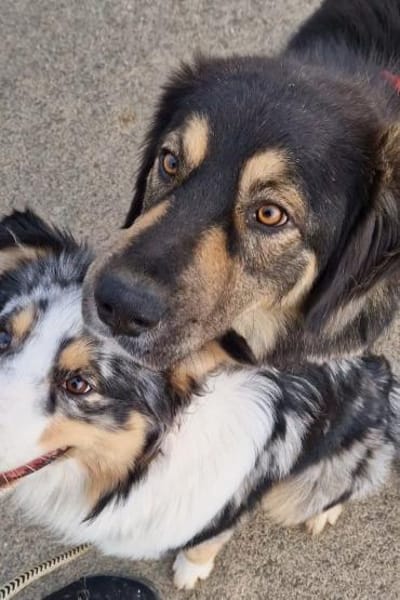 Aramis 💗 wartet in 31812 Bad Pyrmont