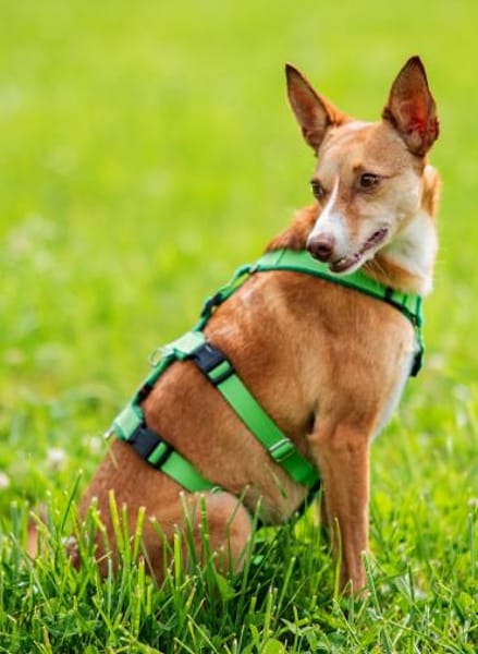 Tilly - kleiner Wirbelwind