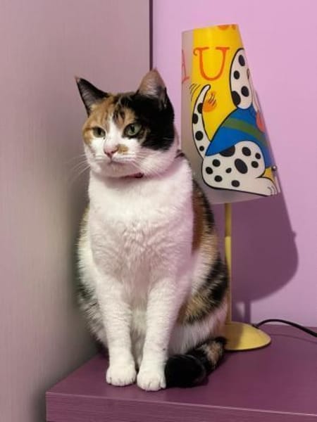 Liebes Katzenmädel Roma (ALO) Stuttgart