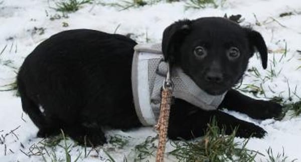 Der Kleinste ganz allein  Finlay sucht