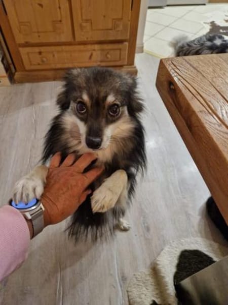 Karla - vorsichtige Hundedame wartet