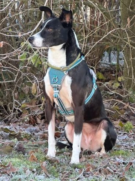 Shiva  eine leise Seele