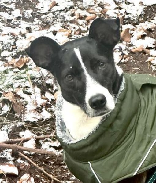 Shiva  eine leise Seele