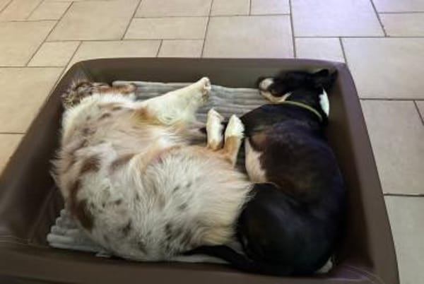 Shiva  eine leise Seele