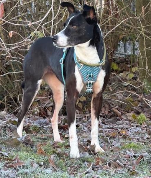 Shiva  eine leise Seele