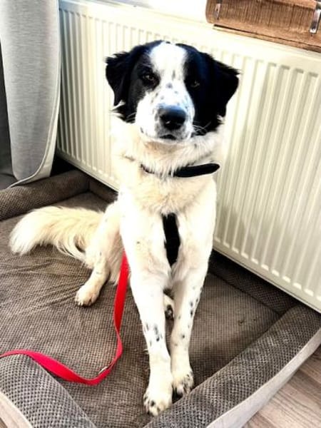 Nico - ein echter -one-man-dog-