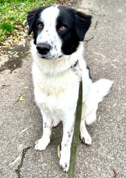 Nico - ein echter -one-man-dog-