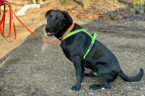 NICKI sucht jemanden mit Hundeerfahrung.