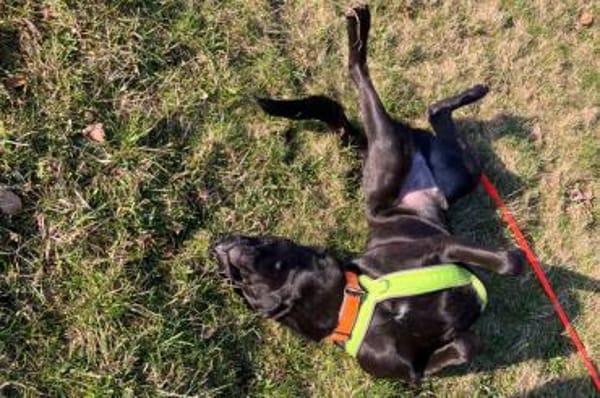 NICKI sucht jemanden mit Hundeerfahrung.