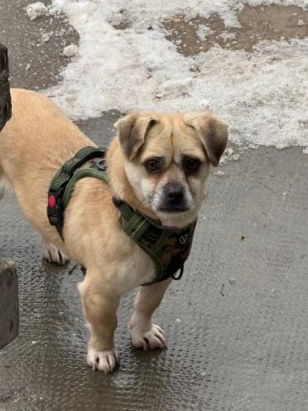 Ich heiße Balu ....