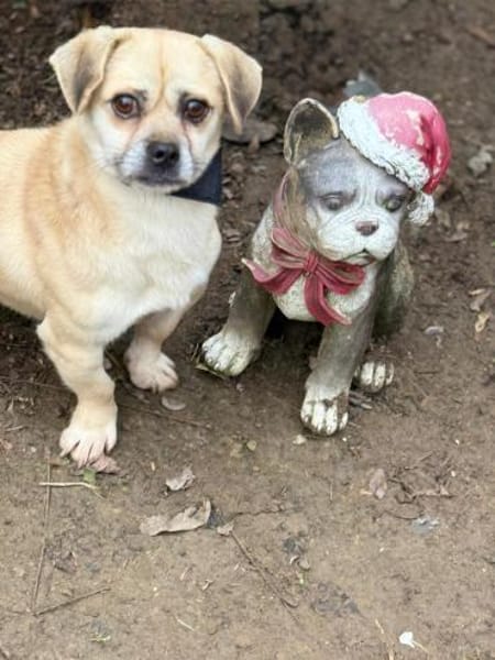 Ich heiße Balu ....